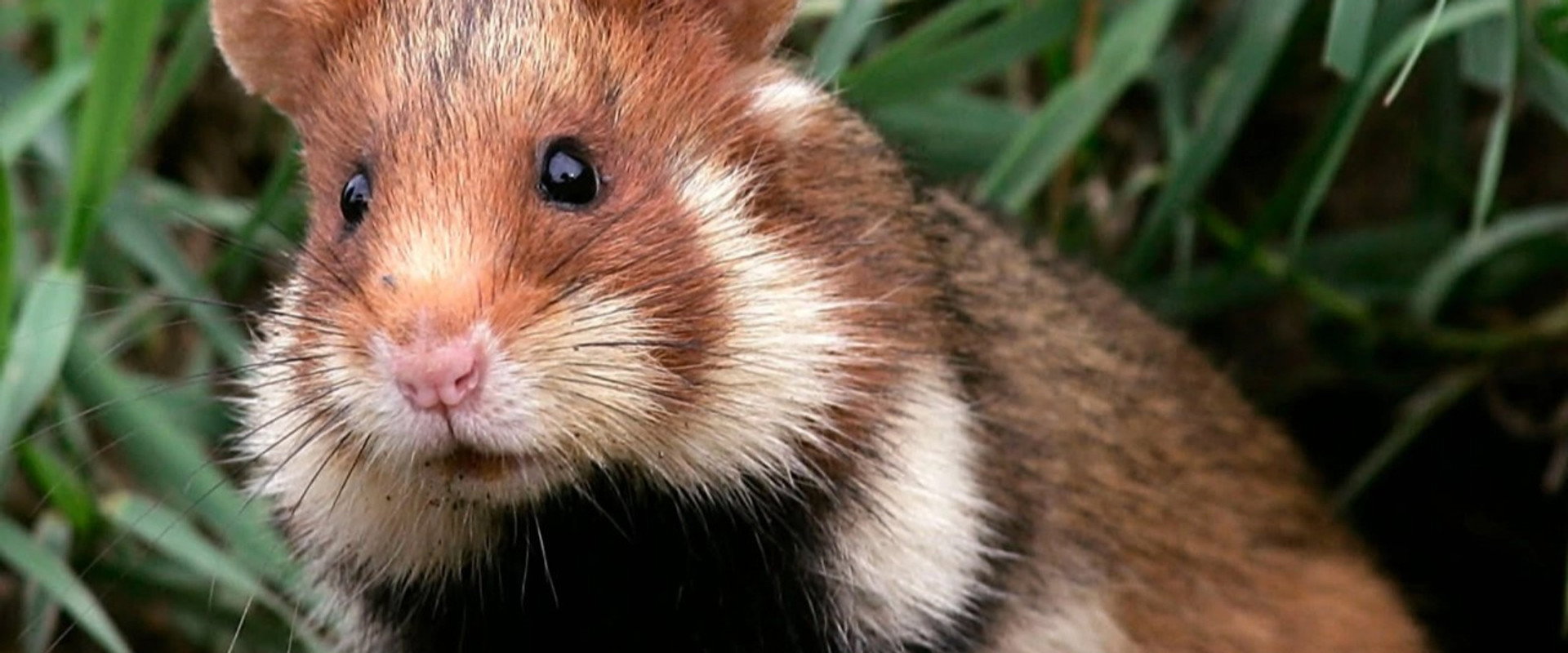 Qui a peur du grand hamster ?