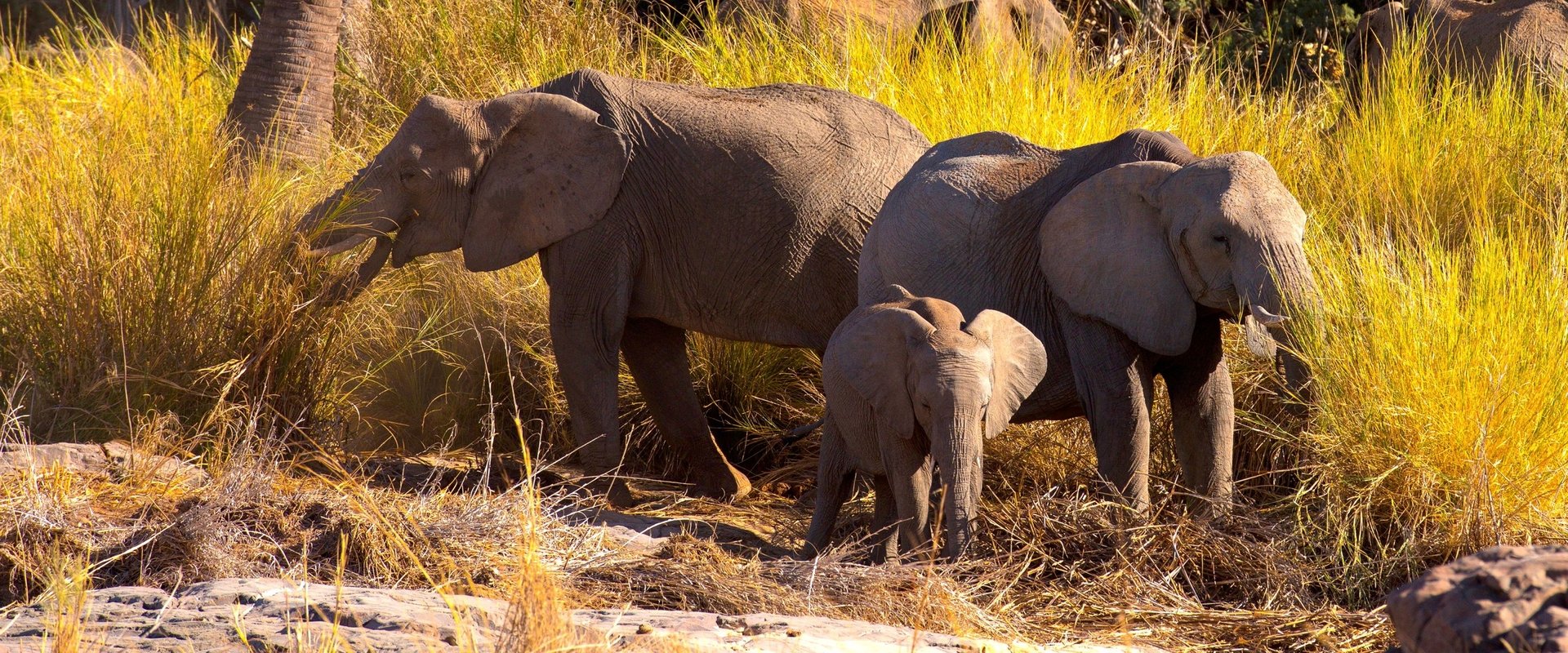 Namibia, Sanctuary of Giants
