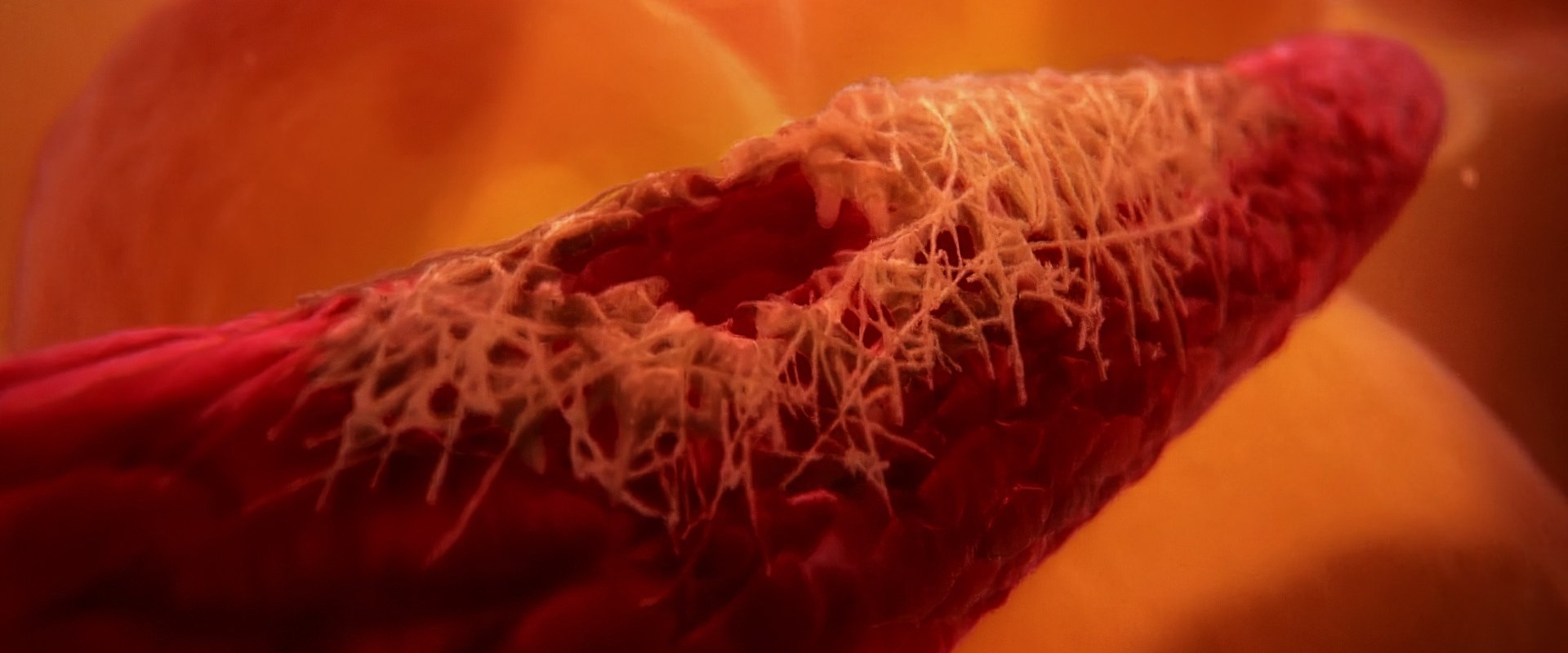 Inside the Human Body