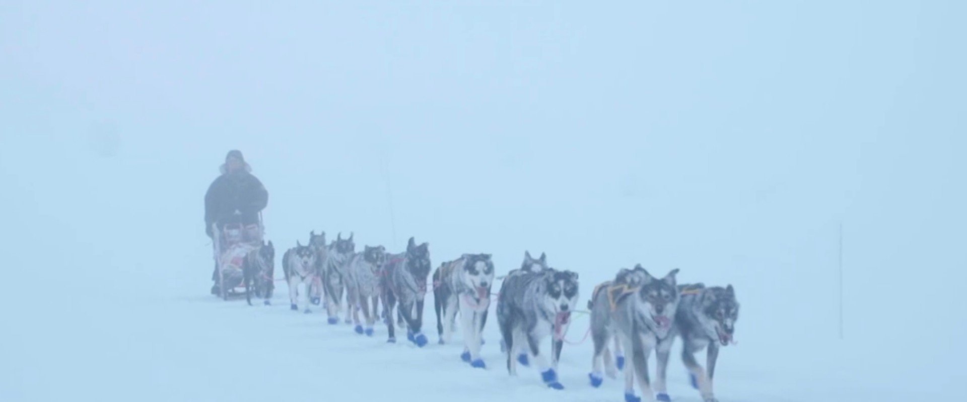 Monsen and the dogs
