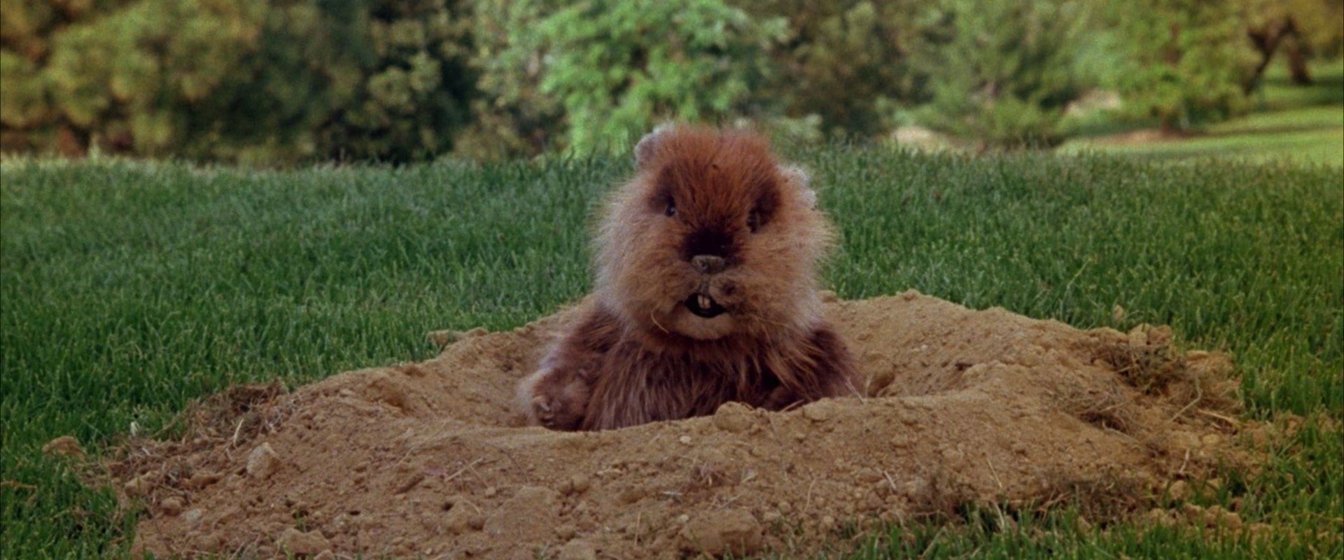 Caddyshack