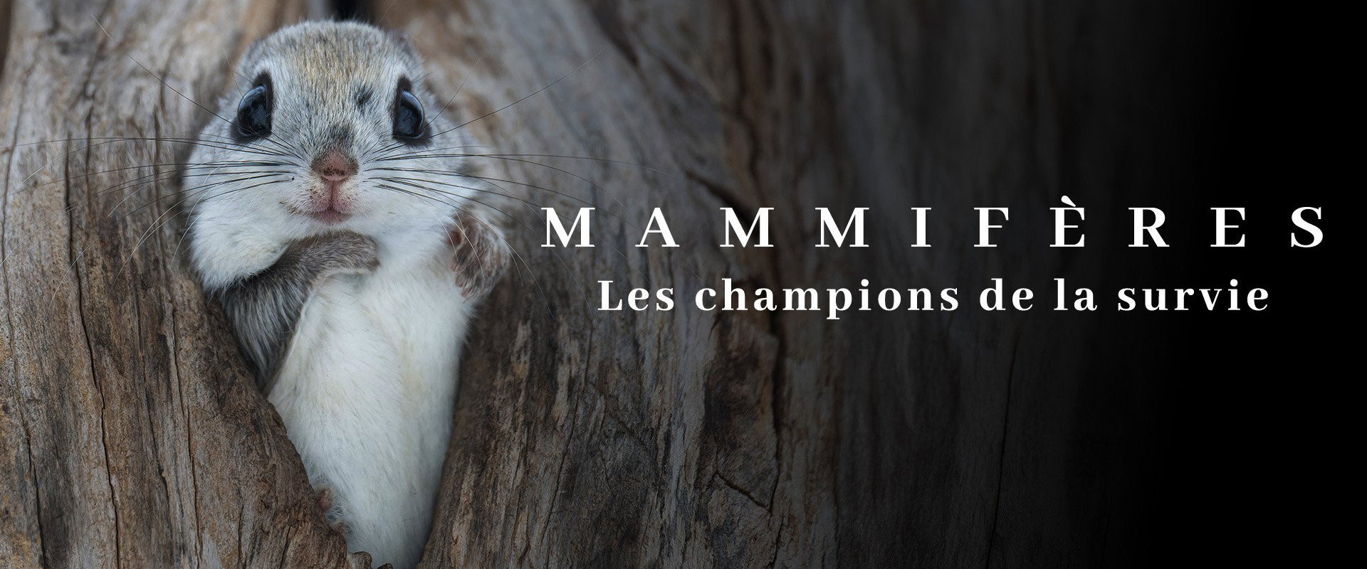 Mammifères, les champions de la survie's banner image