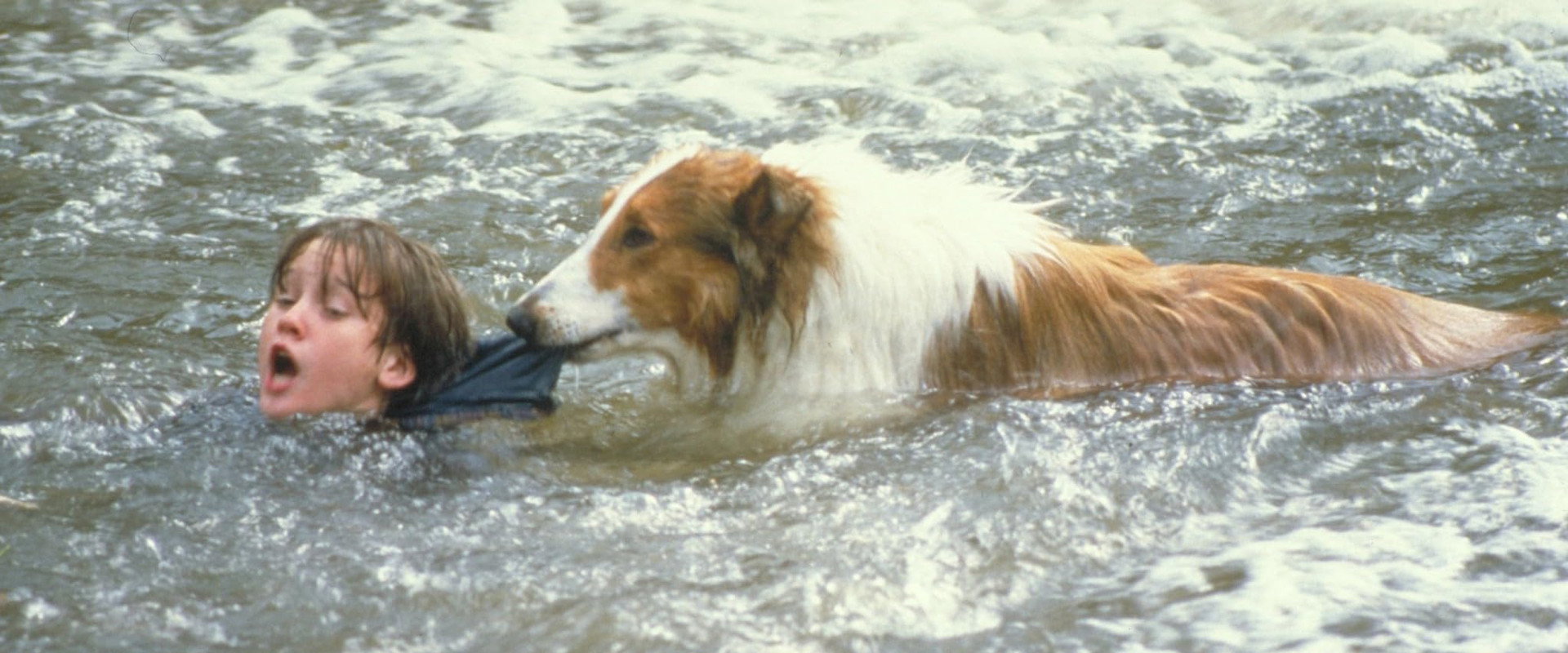 Lassie