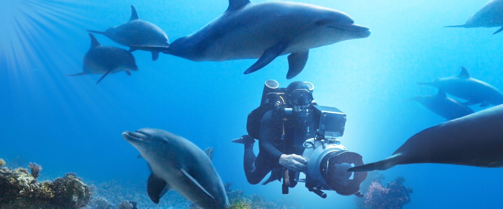 Diving with Dolphins