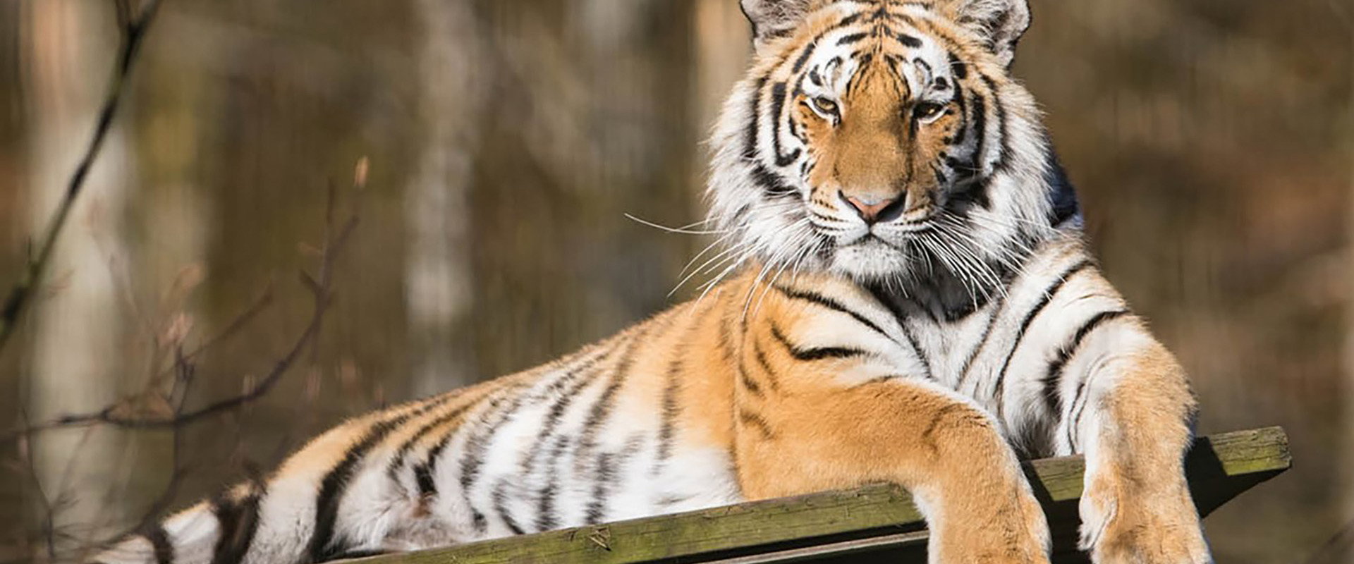 Tigre de Sibérie, seigneur sans frontières