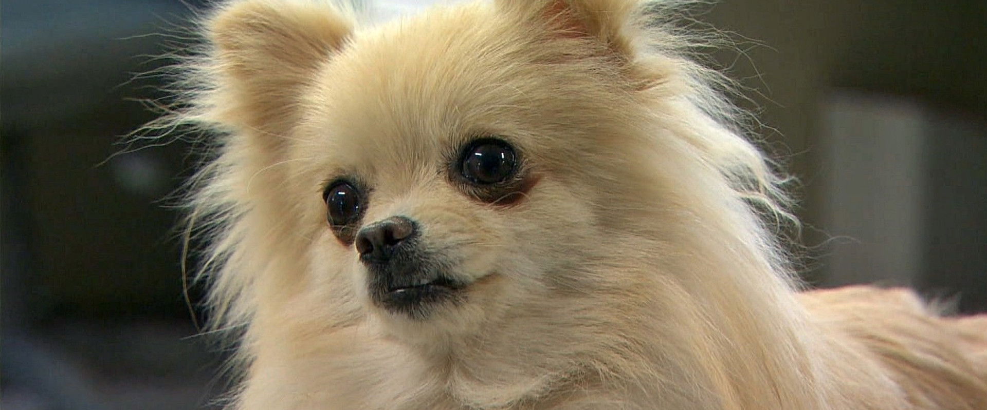 My Dog, My Happiness