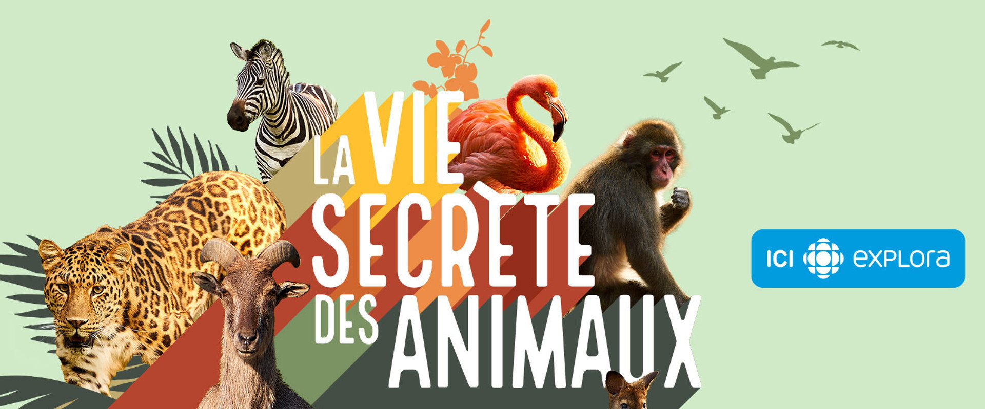 La vie secrète des animaux
