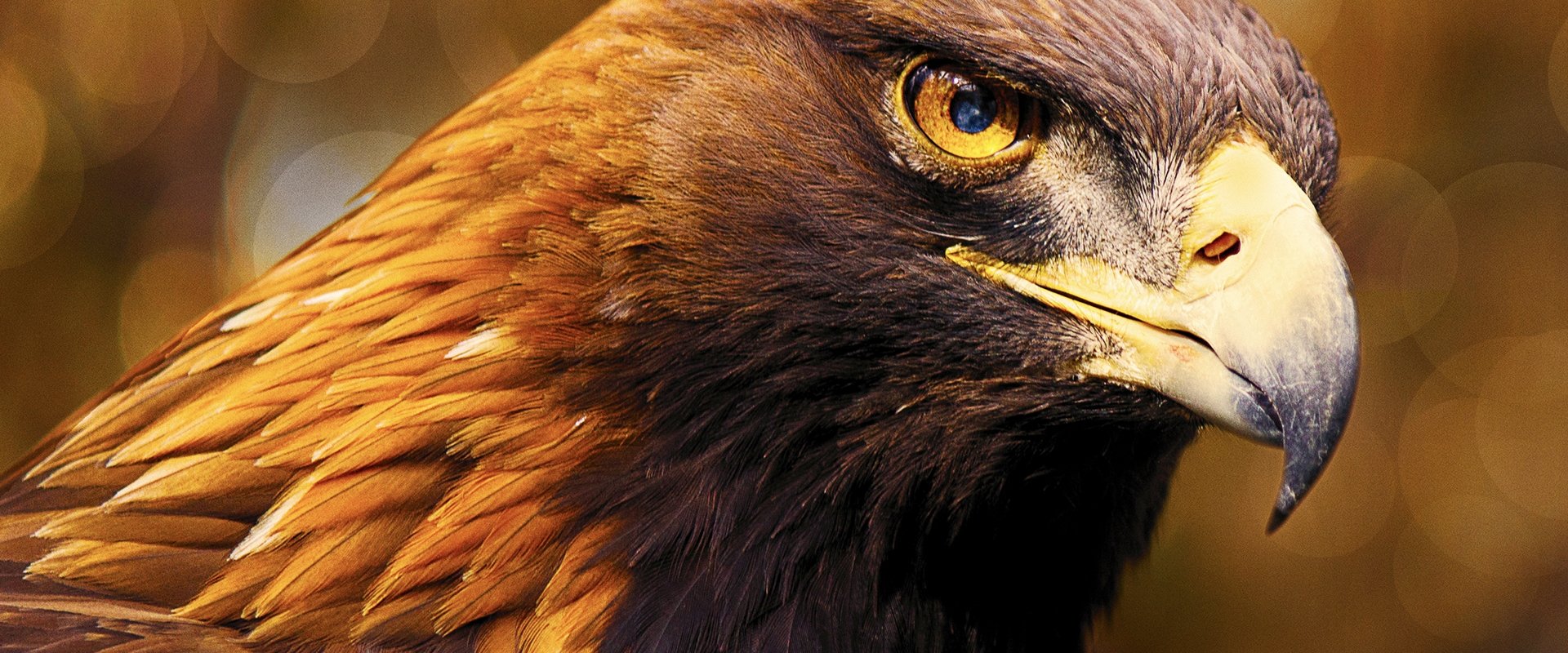 Iberia's Woodlands: Life on the Edge