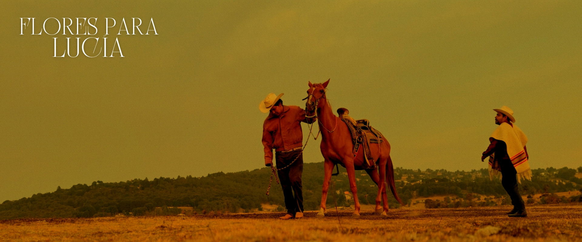 Flores para lucia's banner image