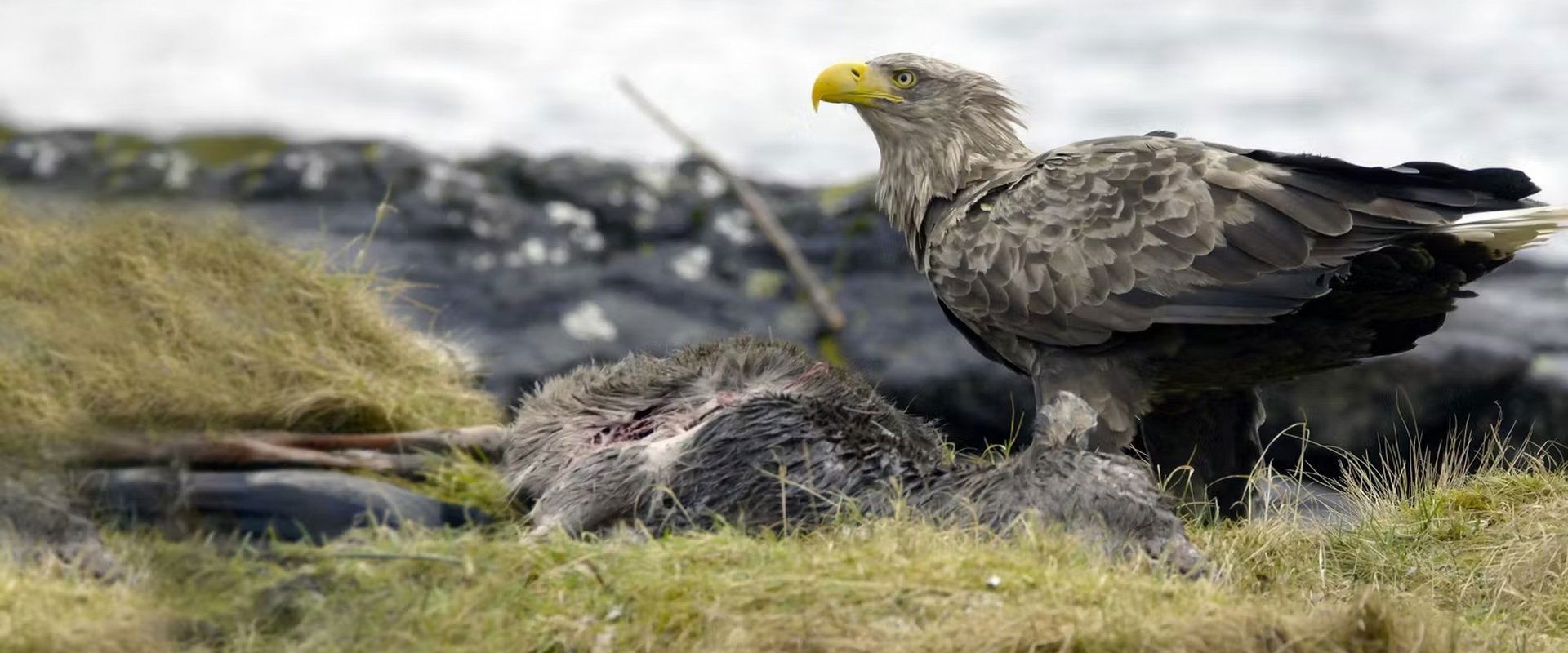 Atlantic: A Year in the Wild