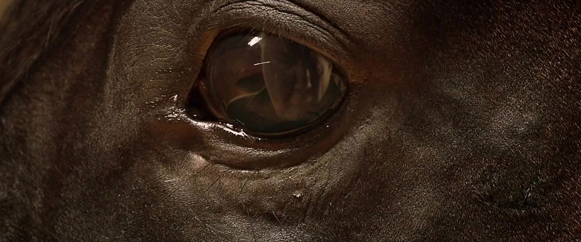 Orphan Horse