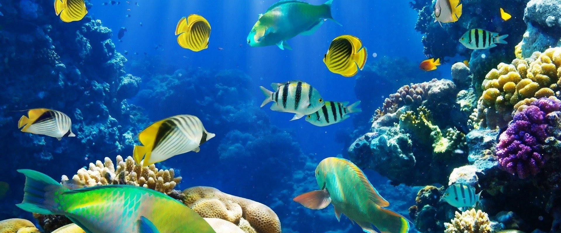 Fish School 2