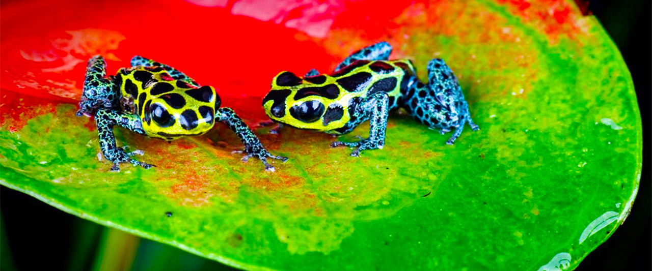 Nature's Microworlds