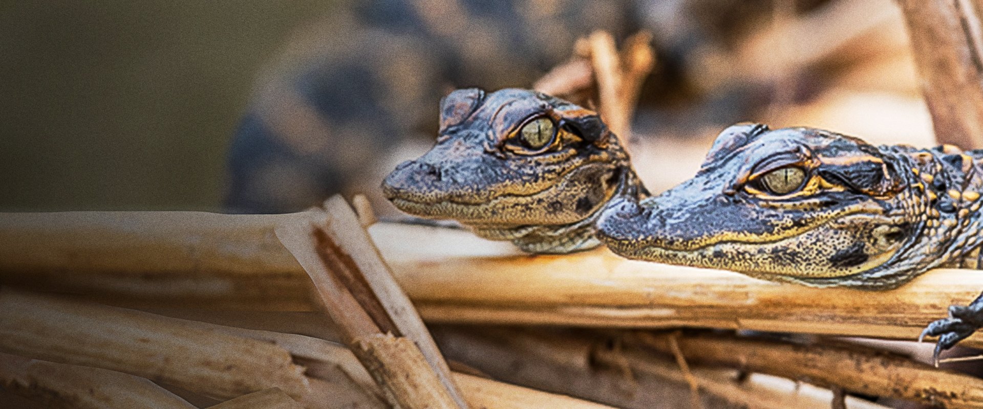 Prowlers of the Everglades
