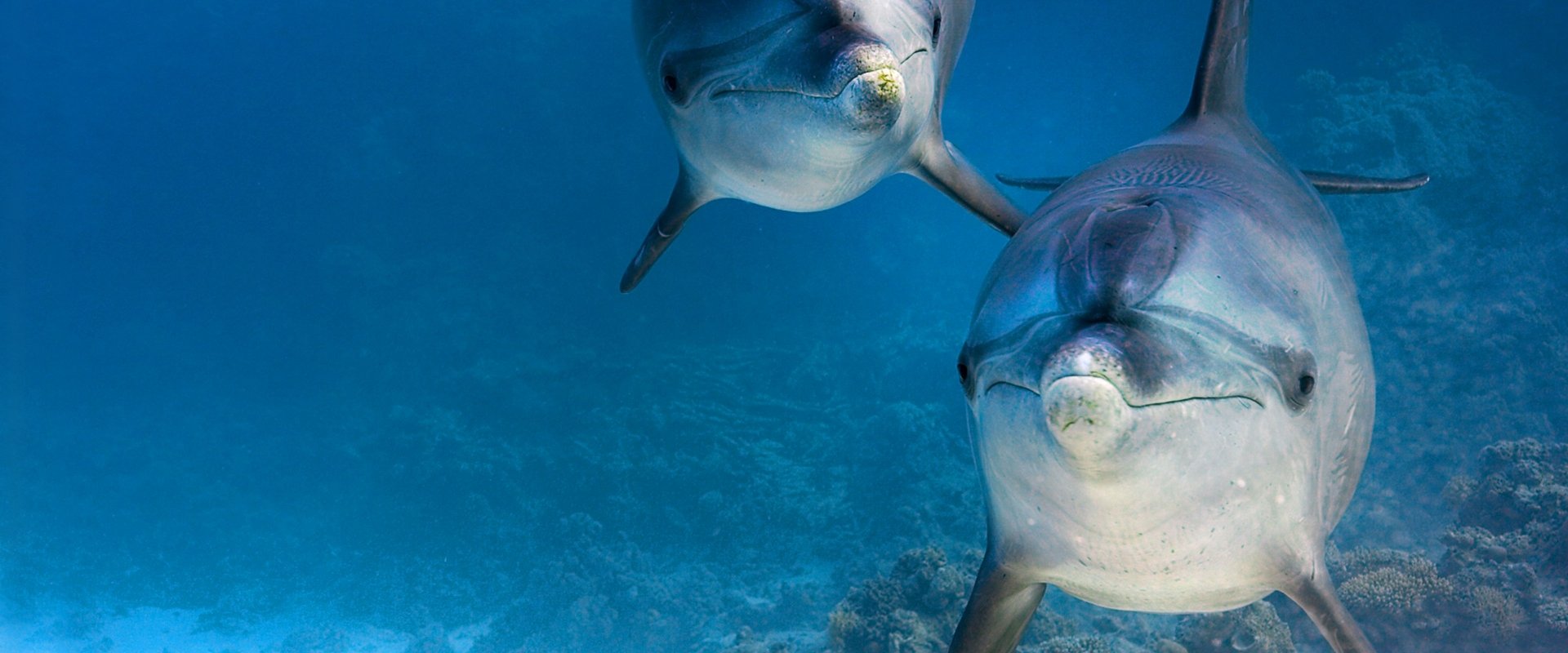 Dolphin Reef