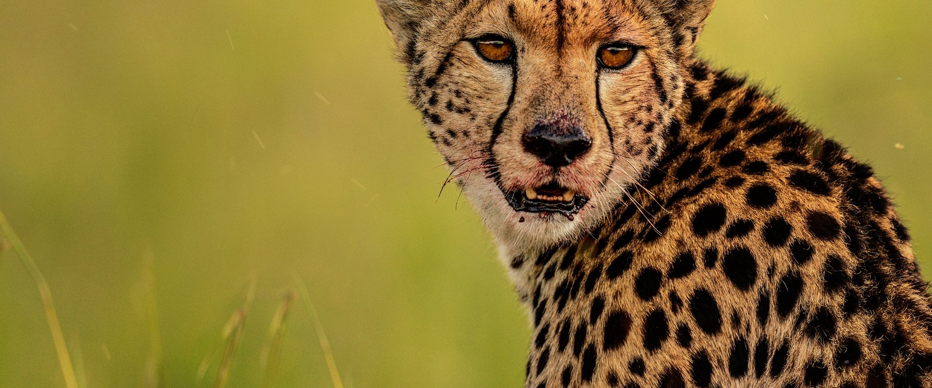 The Way of the Cheetah