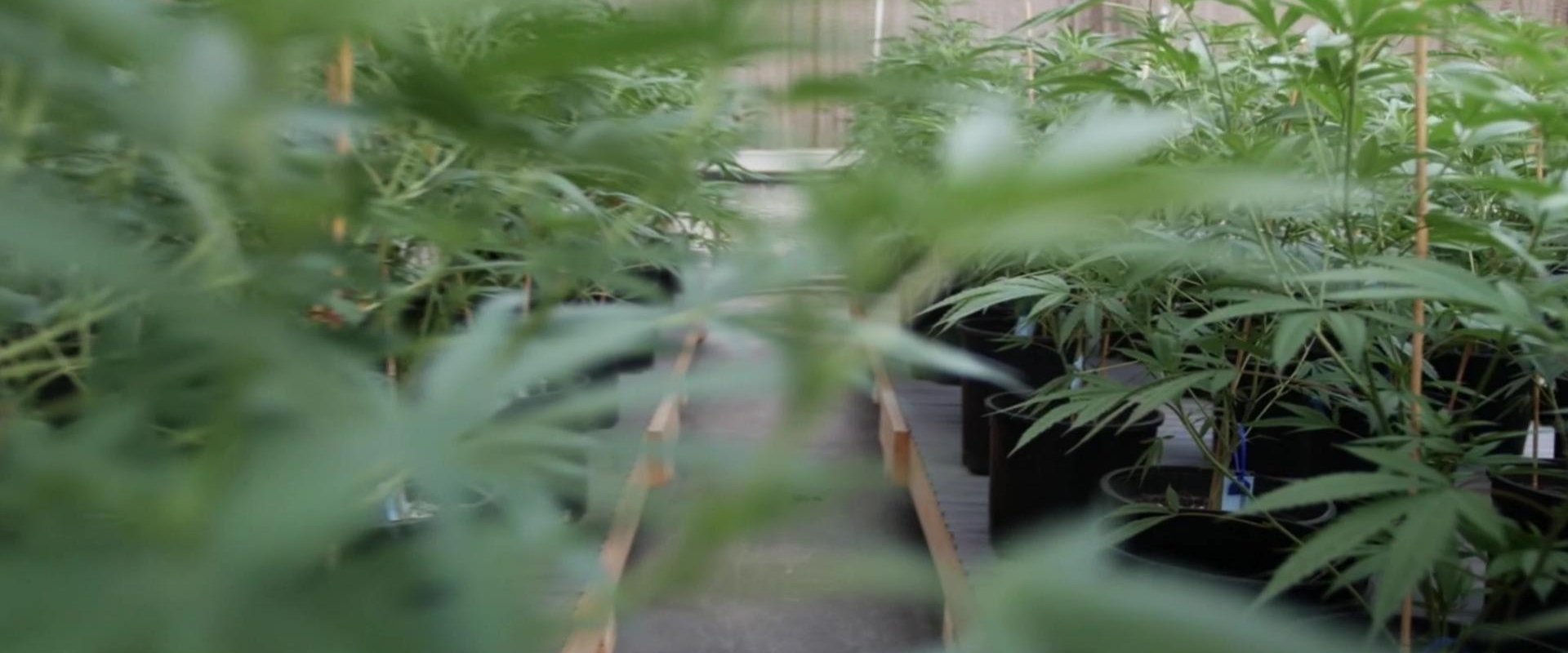 The God Plant