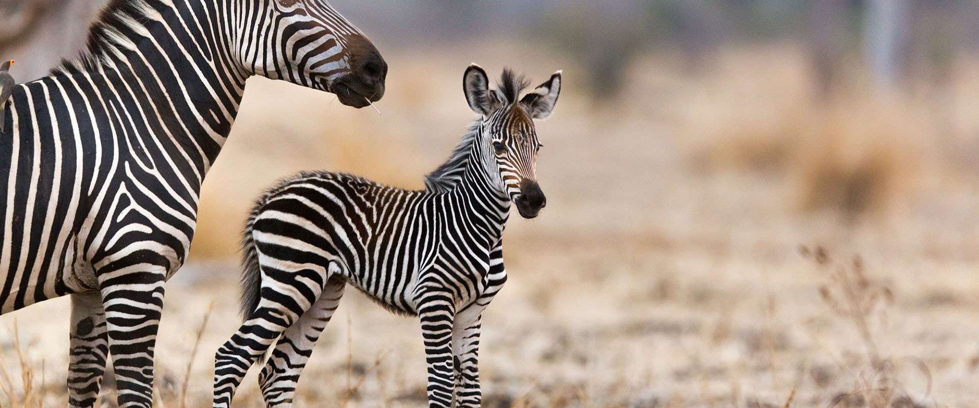 Les animaux sauvages et leurs petits