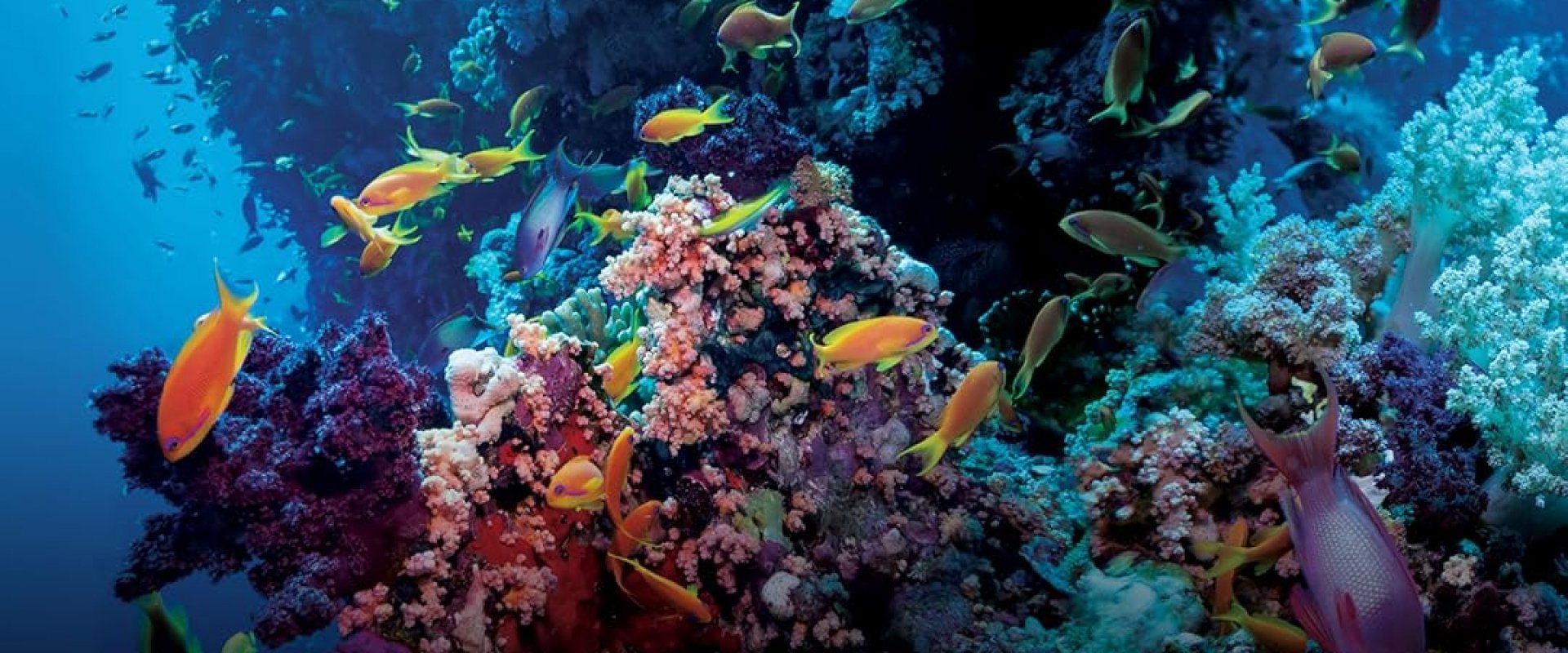 Ocean Parks
