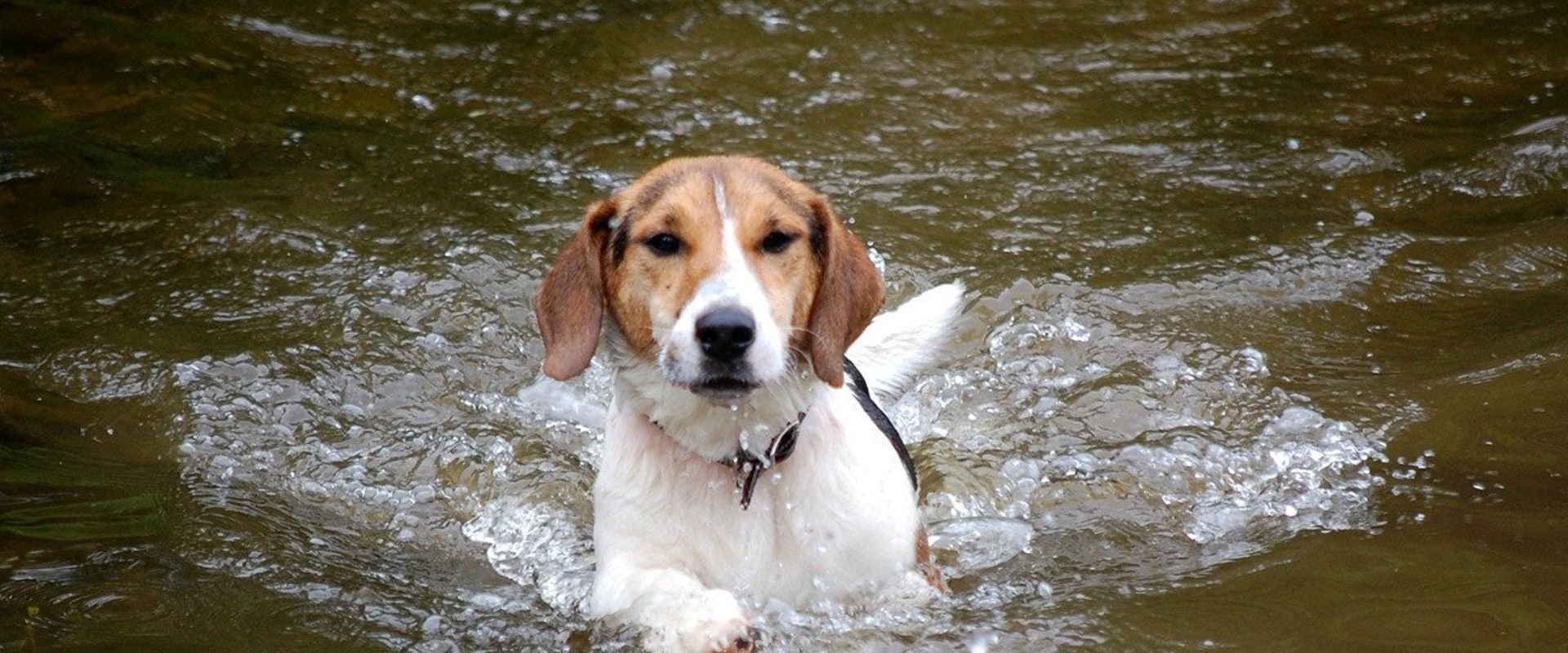 Shiloh