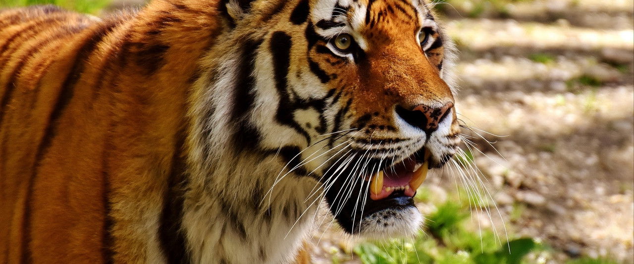 The Secret Lives Of Big Cats