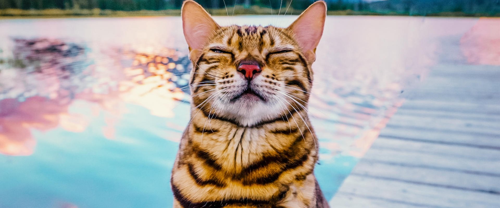 #cats_the_mewvie