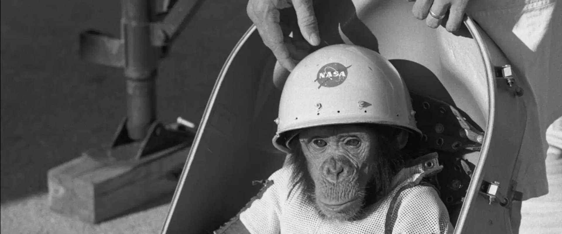 One Small Step: The Story of the Space Chimps