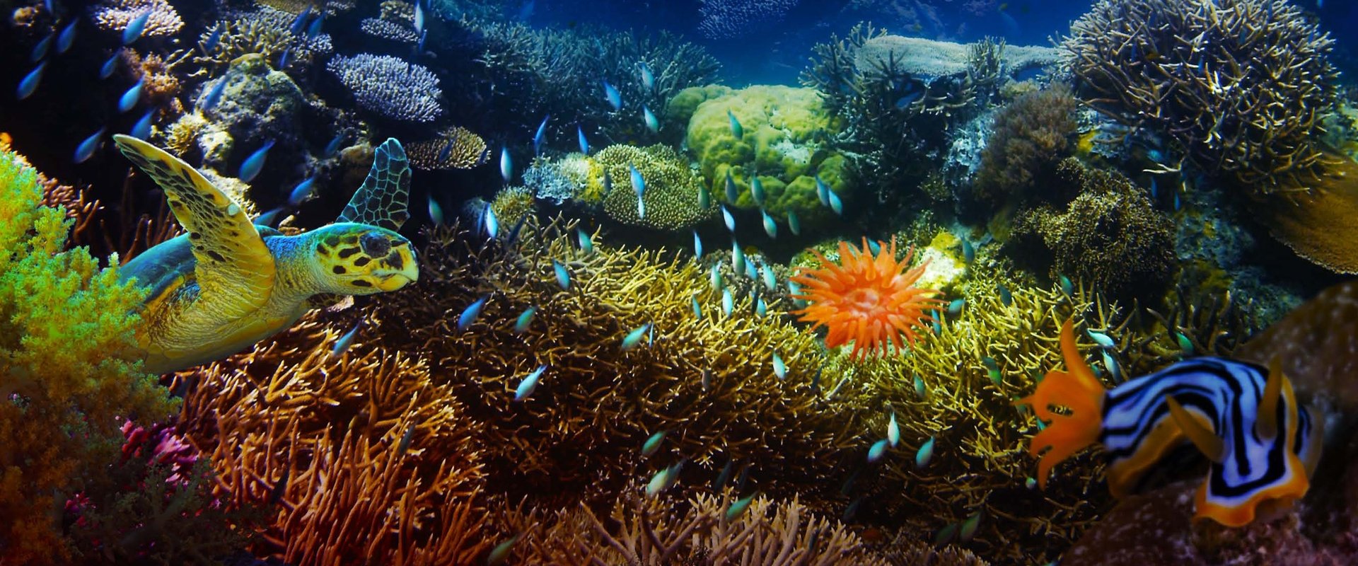 The Last Reef: Cities Beneath the Sea