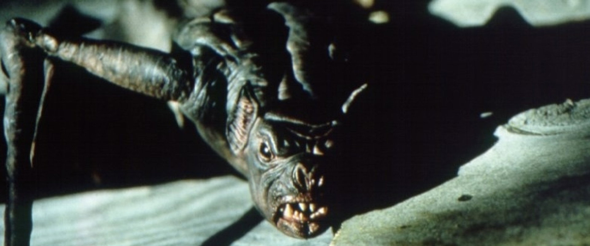 La nuit des chauves-souris