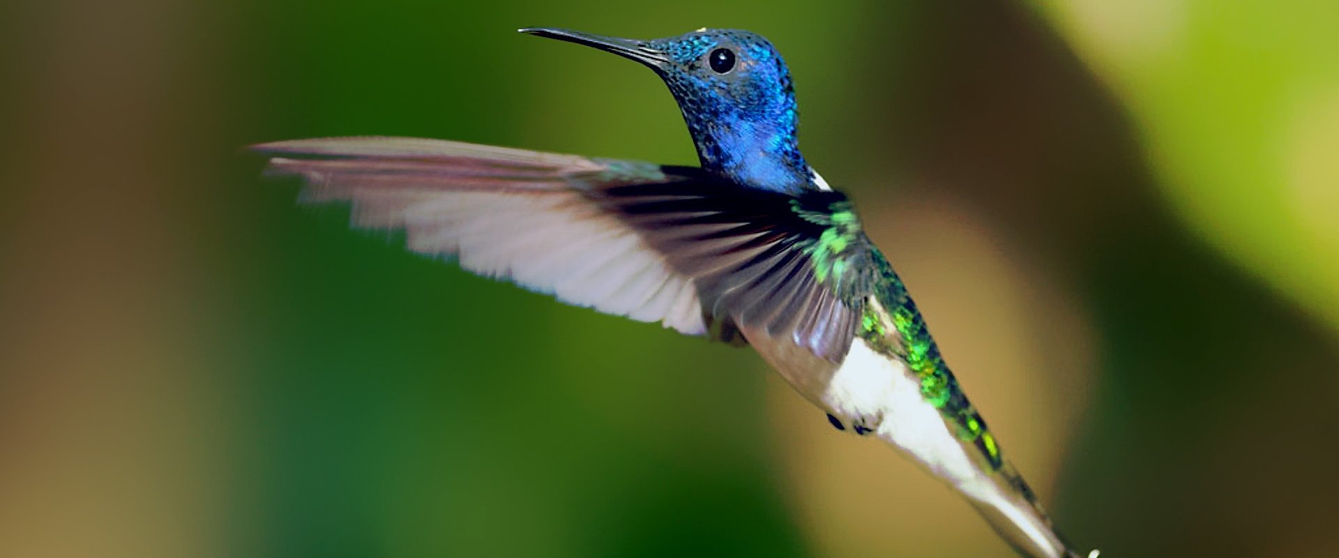 Secrets of Our Living Planet