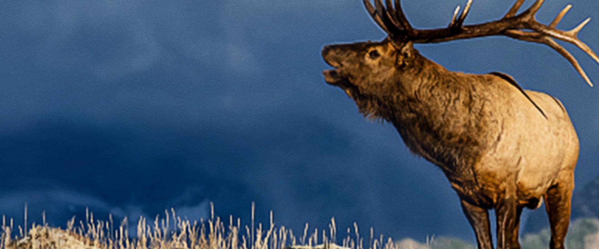 The Olympic Elk