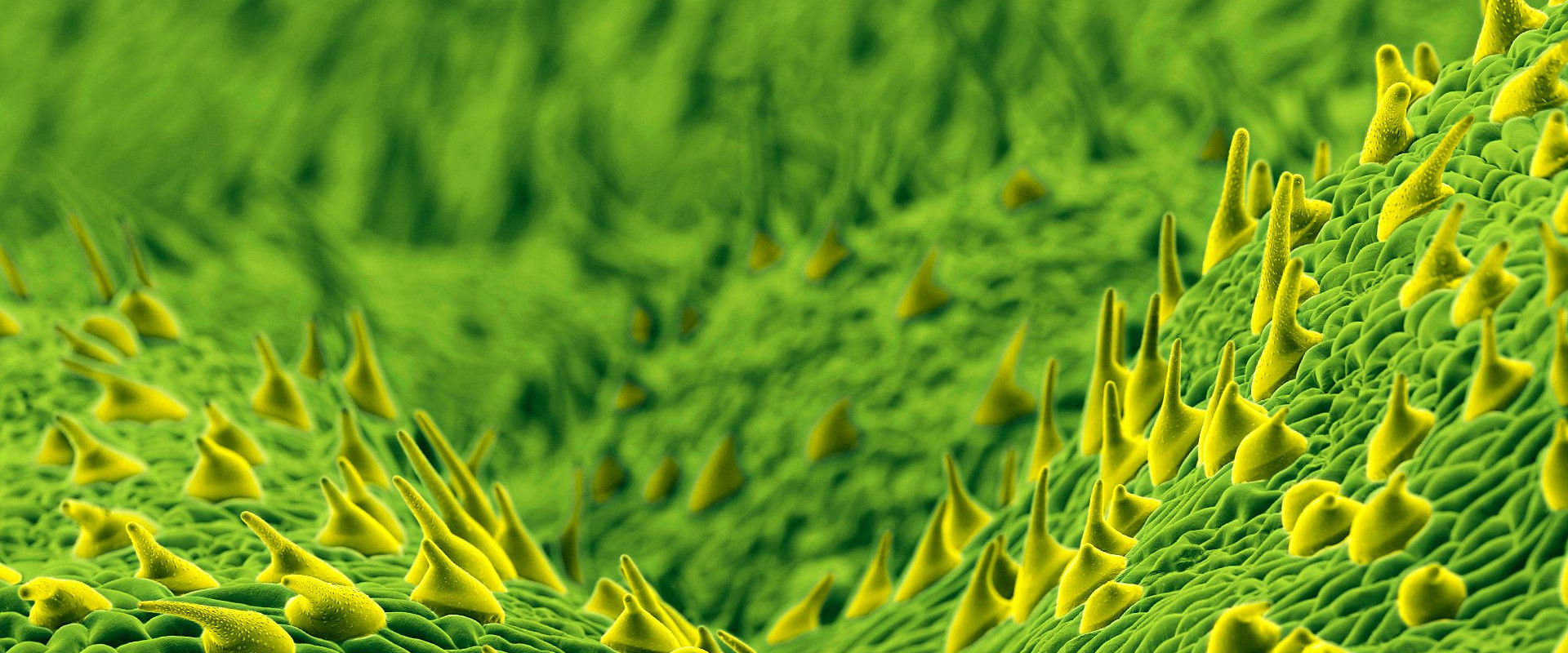 The Secret Genius of Plants's banner image