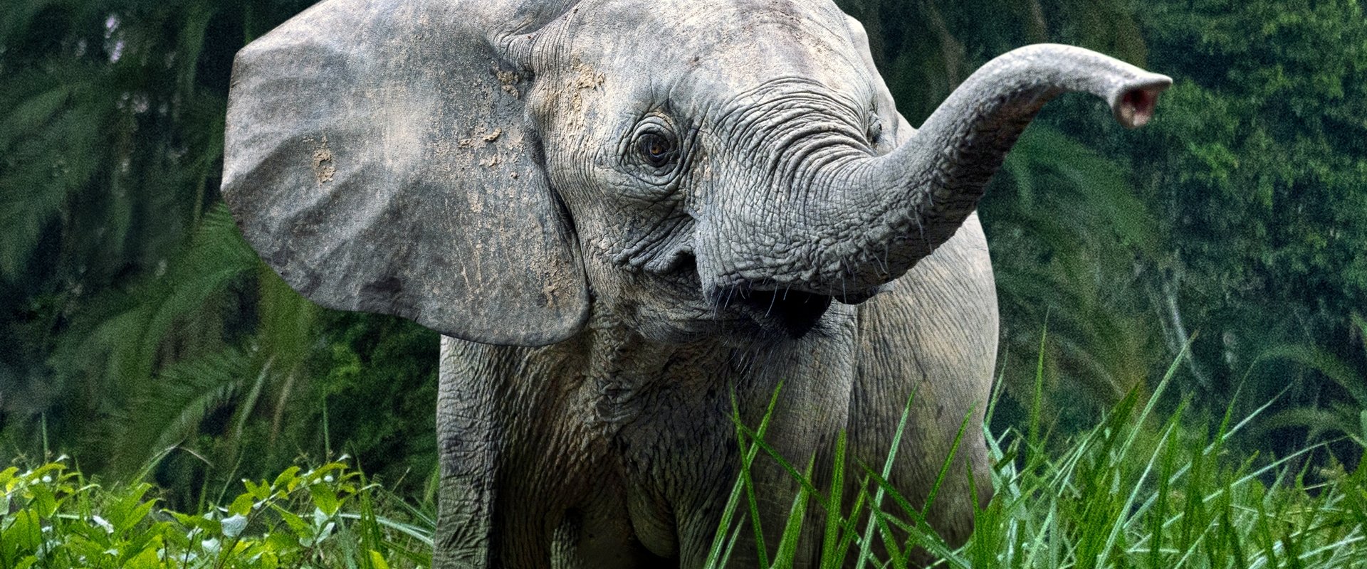 Secrets of the Elephants