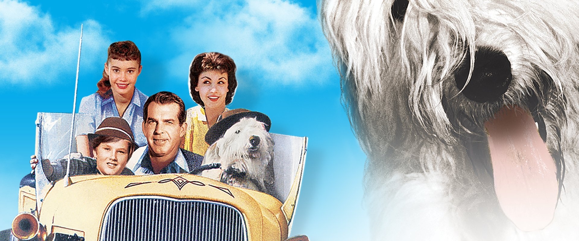 The Shaggy Dog