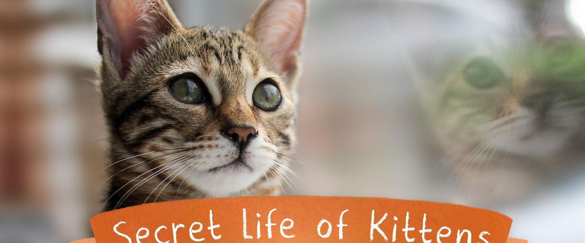 The Secret Life of Kittens