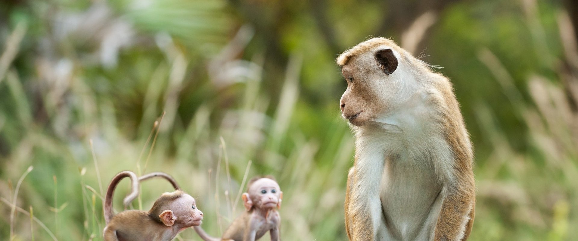 Au Royaume des singes