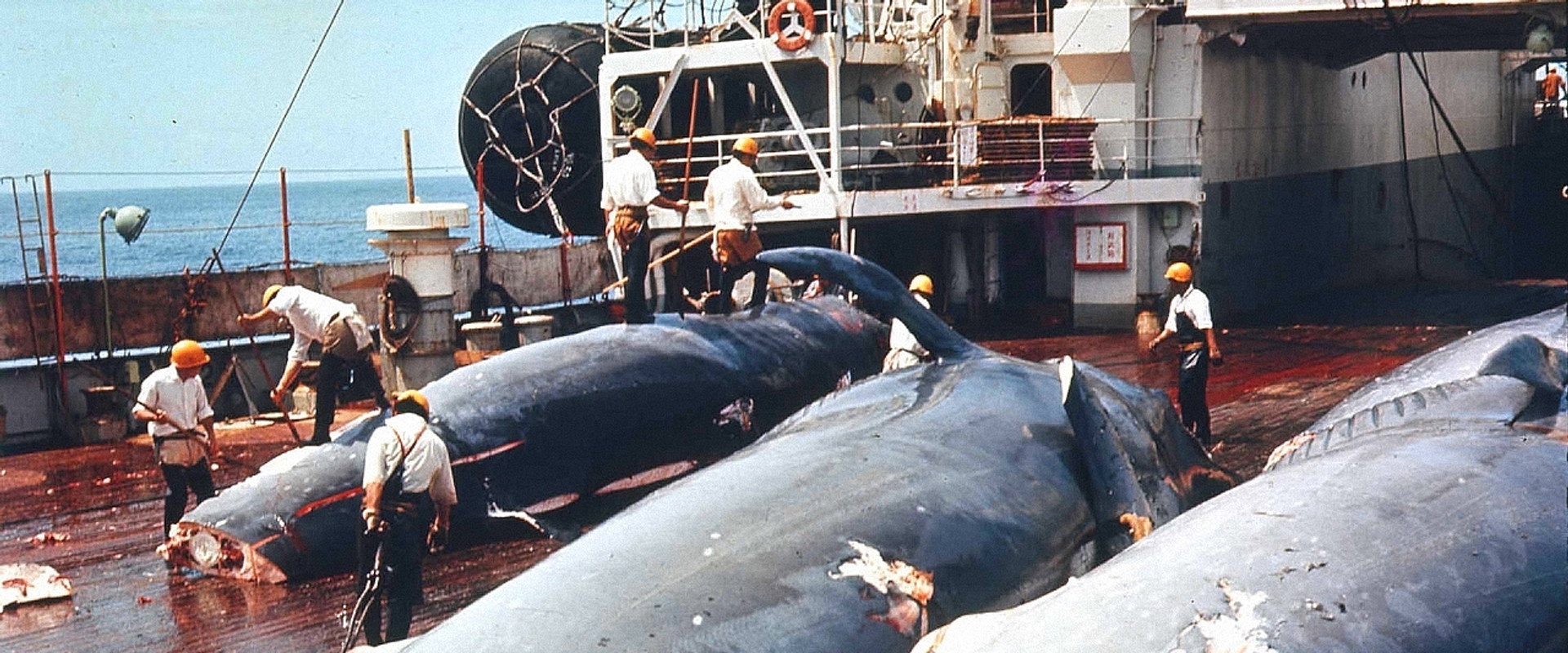 The Wild Sea's banner image