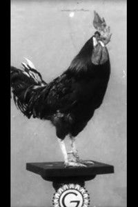 Le Coq dressé de Cook et Rilly