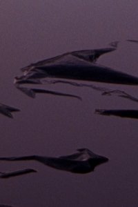 Plastic Aortas