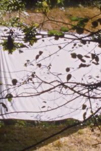 Poster for White Screen (for Amy Halpern)