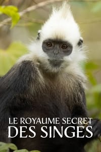 poster Le royaume secret des singes