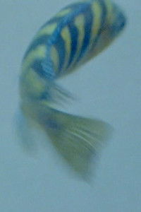 Poster for FEARDEATHLOVEDEATH