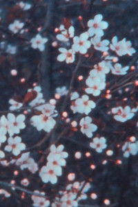 Poster for Quarantine Spring