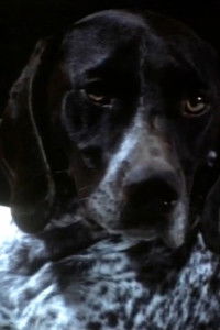 Poster for Tob e Lia