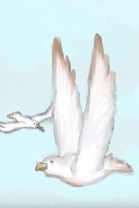 Poster for Albatross