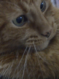 Poster for My Burning Bush