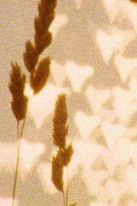 Poster for untitled (august)