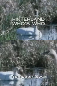 Poster for Hinterland Who's Who: Trumpeter Swan