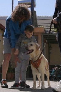 Poster for Dogs That Change Lives