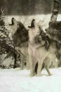Poster for Wolf